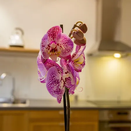 Bjorvika - Solvberggata 17 公寓式酒店 4*